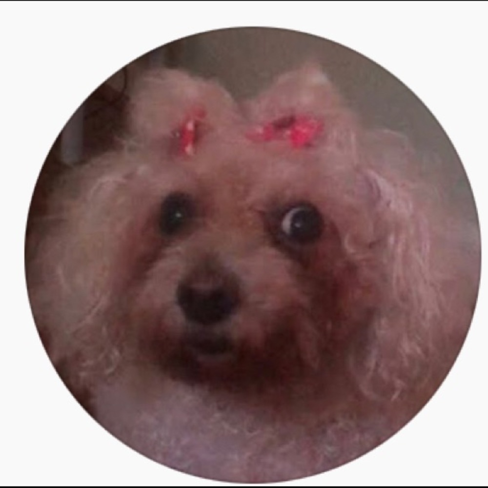 Meet your Posher, Rory